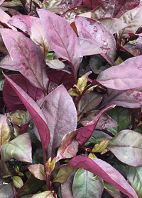 Alternanthera brasiliana 'Purple Prince'